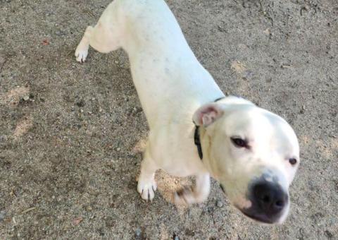 Rehoming 10-Month-Old Male Pitbull