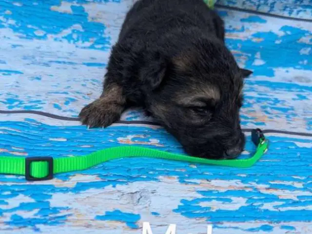 9 German Shepherd puppies for sale