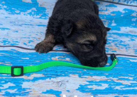 9 German Shepherd puppies for sale
