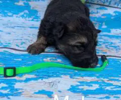 9 German Shepherd puppies for sale