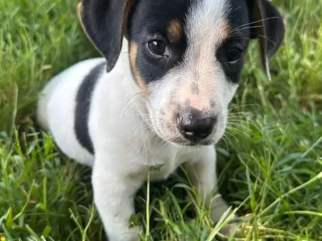 2 Jack Russell puppies for pet homes