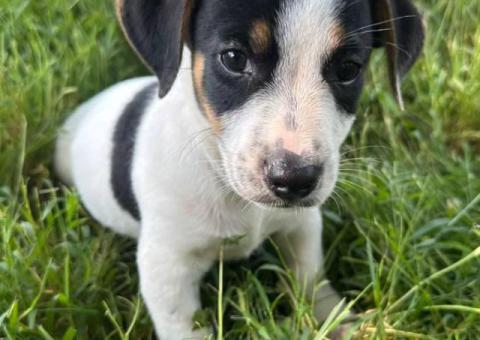 2 Jack Russell puppies for pet homes