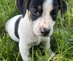 2 Jack Russell puppies for pet homes