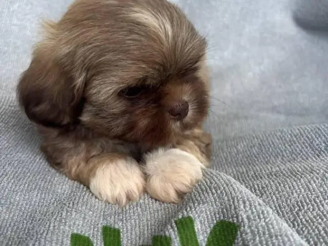 6 Full-blooded Shih Tzu puppies