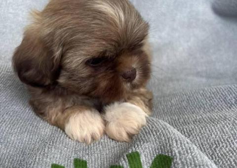 6 Full-blooded Shih Tzu puppies
