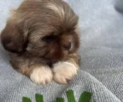 6 Full-blooded Shih Tzu puppies