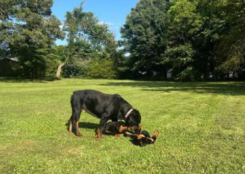 4 AKC Champion bloodline Rottweiler puppies for sale