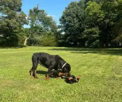 4 AKC Champion bloodline Rottweiler puppies for sale