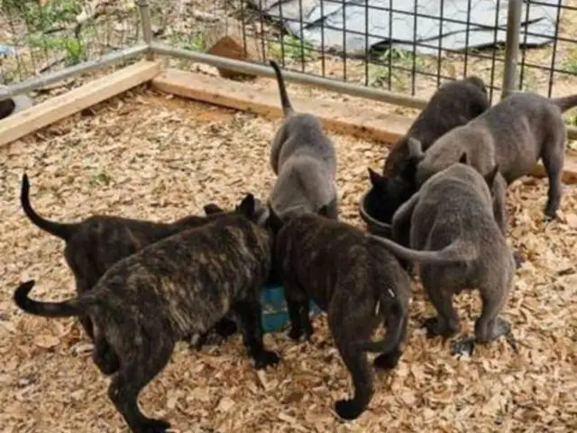Dutch Shepherd Puppies – 13 Weeks Old