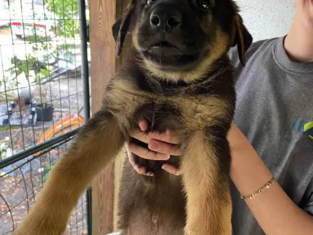 5 German Shepherd puppies for adoption