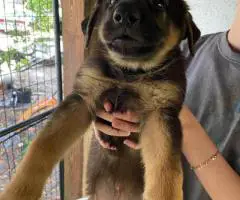 5 German Shepherd puppies for adoption