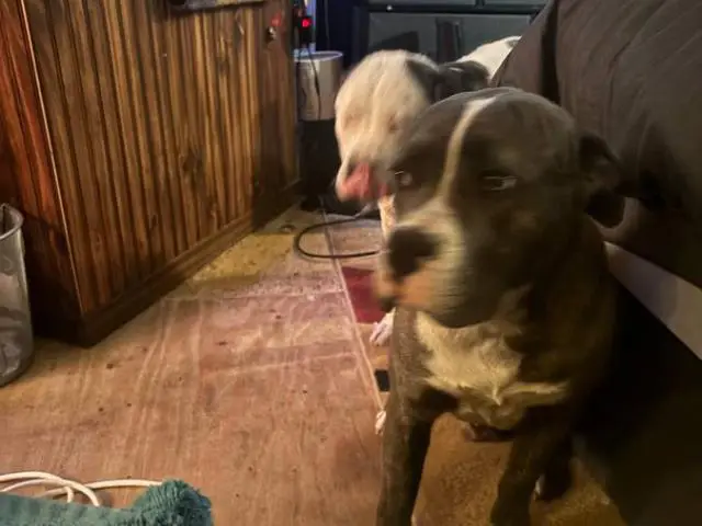 Loving Pitbull/Boxer Mix Pups Need a New Home