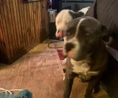 Loving Pitbull/Boxer Mix Pups Need a New Home
