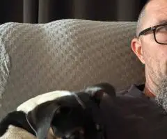 12 weeks old Decker Rat Terrier puppy