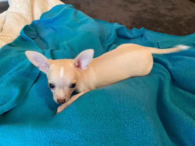 Purebred Chihuahua