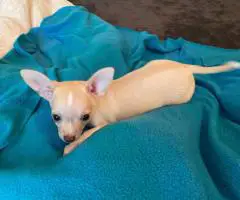 Purebred Chihuahua