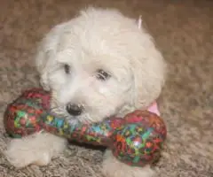 3 Schnoodle puppies need a home