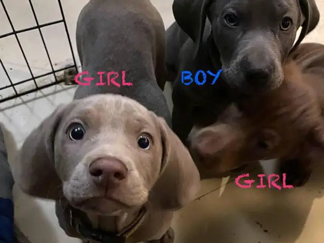 Labmaraner puppies -  4 girls and 5 boys