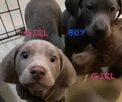 Labmaraner puppies -  4 girls and 5 boys