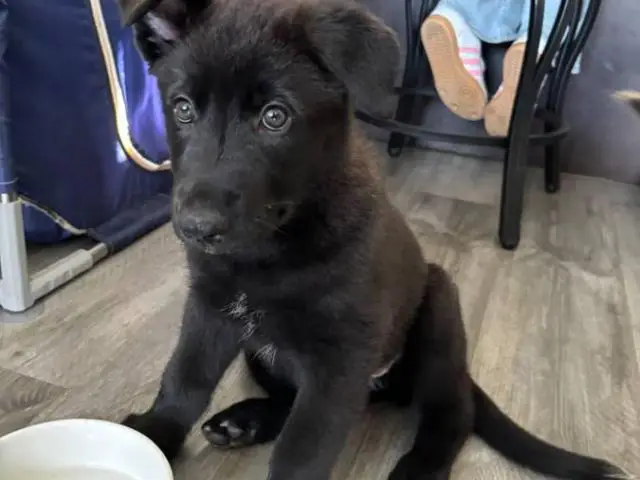 Shepsky puppies