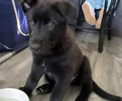 Shepsky puppies