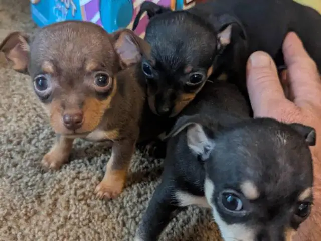 Male teacup Chihuahua applehead