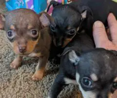 Male teacup Chihuahua applehead