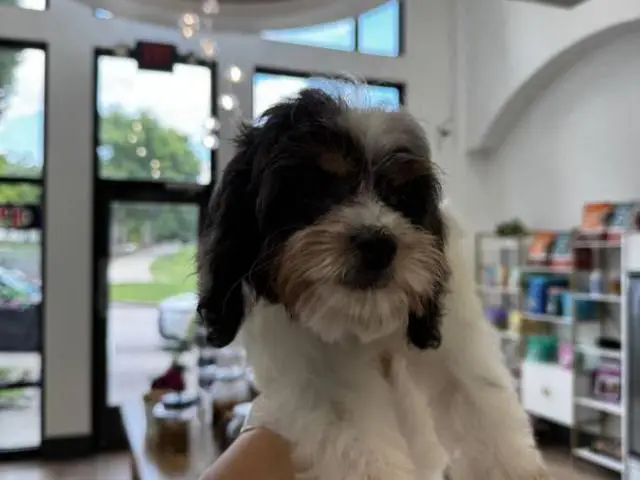4 Cavapoo boys for sale