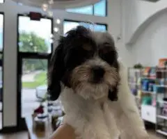 4 Cavapoo boys for sale