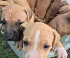 4 APBT puppies looking for their forever homes
