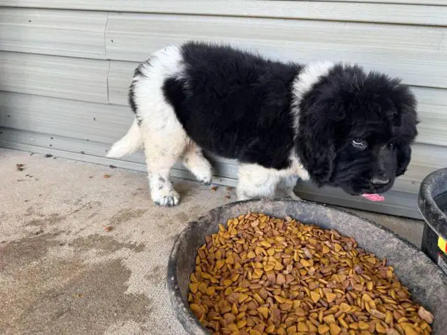2 Newfie puppies up for sale