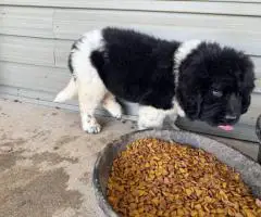 2 Newfie puppies up for sale