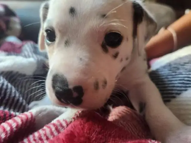 Dalmatian puppies
