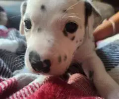 Dalmatian puppies