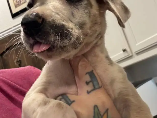 Pure Great Dane puppies for sale