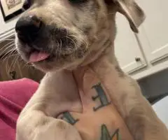 Pure Great Dane puppies for sale
