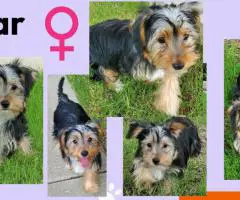 3 Yorkie puppies available