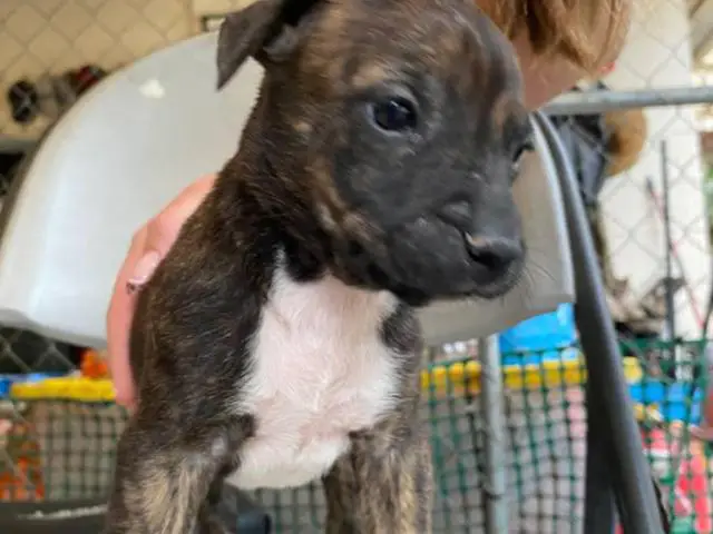 Pitbull Catahoula mix puppies
