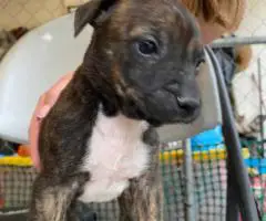 Pitbull Catahoula mix puppies
