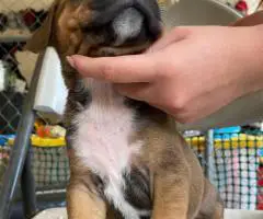 Pitbull Catahoula mix puppies