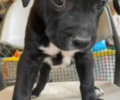 Pitbull Catahoula mix puppies