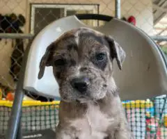 Pitbull Catahoula mix puppies
