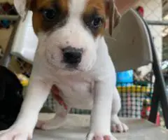 Pitbull Catahoula mix puppies