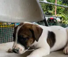 Pitbull Catahoula mix puppies