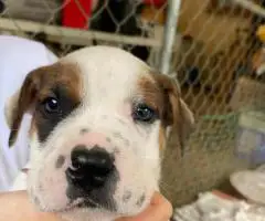 Pitbull Catahoula mix puppies