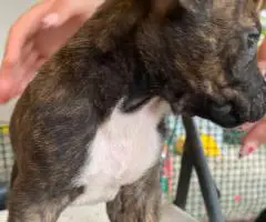 Pitbull Catahoula mix puppies