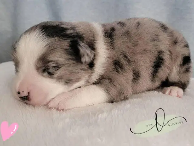 ASDR Mini Aussie puppies for sale