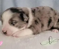ASDR Mini Aussie puppies for sale