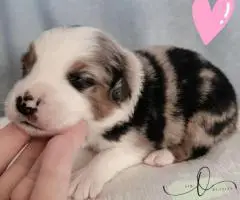 ASDR Mini Aussie puppies for sale