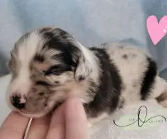 ASDR Mini Aussie puppies for sale